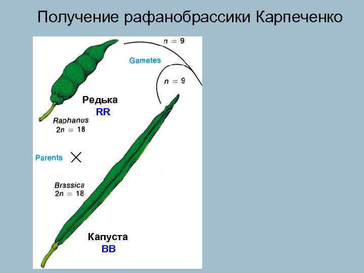 Получение рафанобрассики Карпеченко Редька RR Капуста BB 