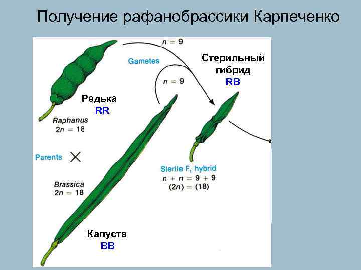 Получение рафанобрассики Карпеченко Стерильный гибрид RB Редька RR Капуста BB 