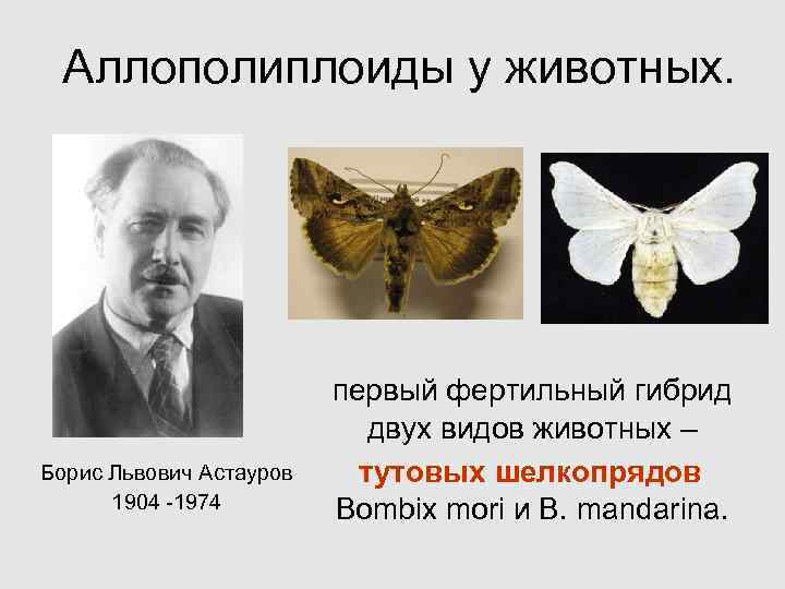  Аллополиплоиды у животных. первый фертильный гибрид двух видов животных – Борис Львович Астауров