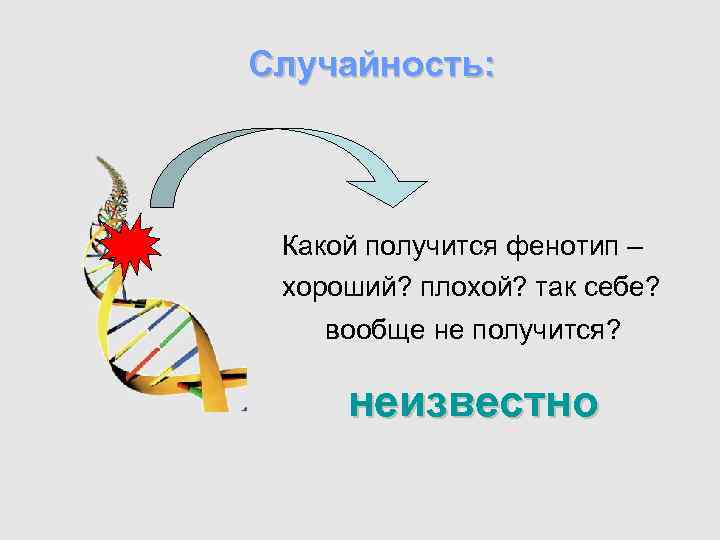 Случайность: Какой получится фенотип – хороший? плохой? так себе? вообще не получится? неизвестно 