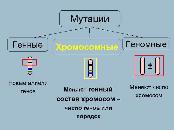  Мутации Генные Хромосомные Геномные ± Новые аллели Меняют генный Меняют число генов хромосом