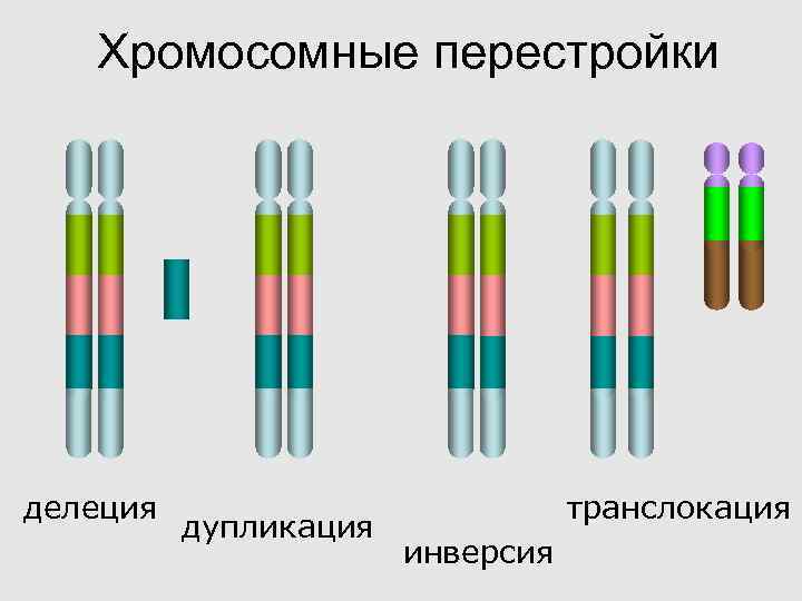  Хромосомные перестройки делеция транслокация дупликация инверсия 