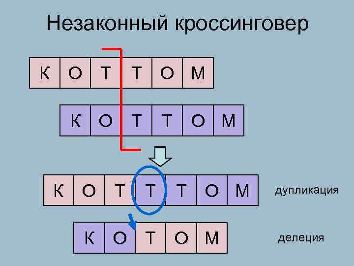 Незаконный кроссинговер К О Т Т О М К О Т Т Т О