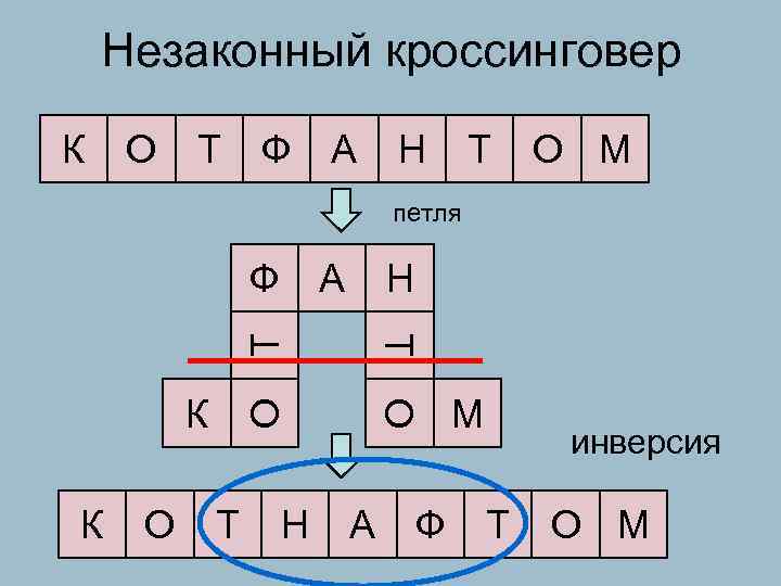  Незаконный кроссинговер К О Т Ф А Н Т О М петля Ф