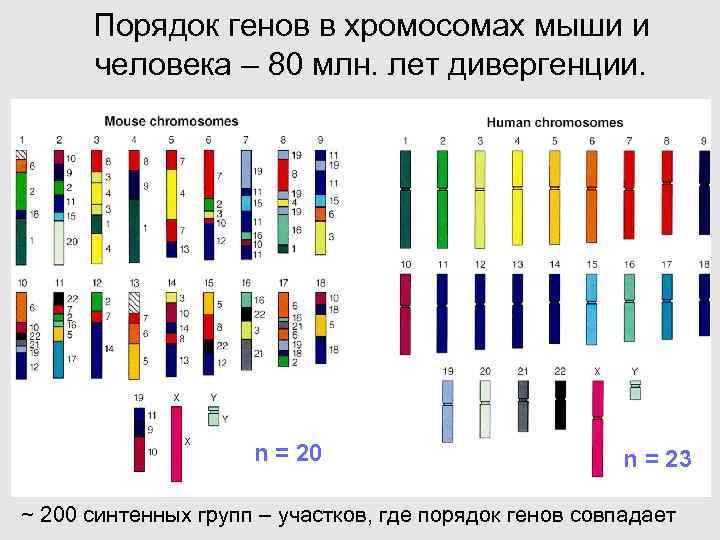 Расположение генов. Порядок расположения генов в хромосоме. Расположение генов у человека. Хромосомы мыши. Карты хромосом мыши.