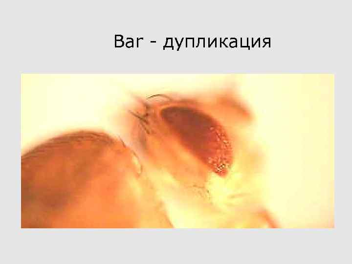 Bar - дупликация 