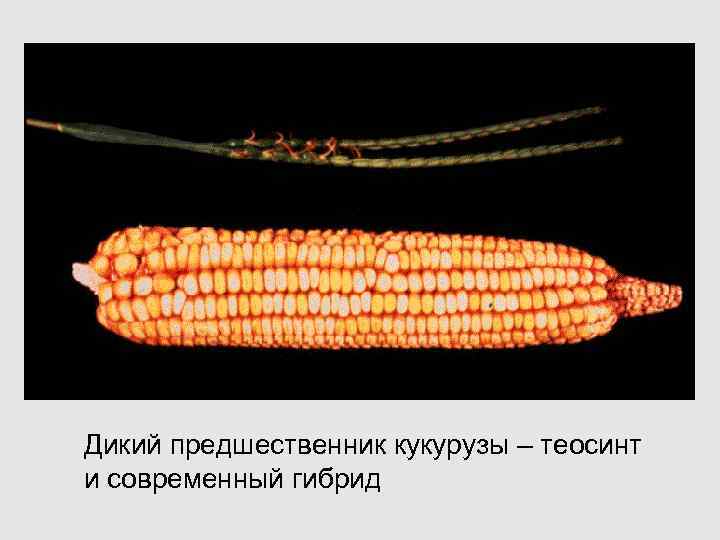 Дикий предшественник кукурузы – теосинт и современный гибрид 