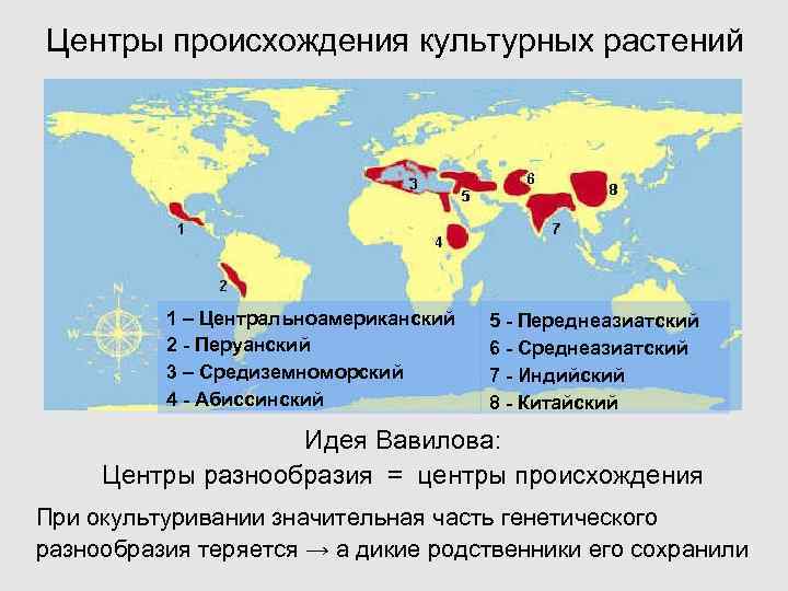 Мировых центрах происхождения культурных растений. Переднеазиатский центр происхождения культурных растений. Центральноамериканский центр происхождения культурных растений. Центры происхождения культурных растений карта. Китайский центр происхождения культурных растений.