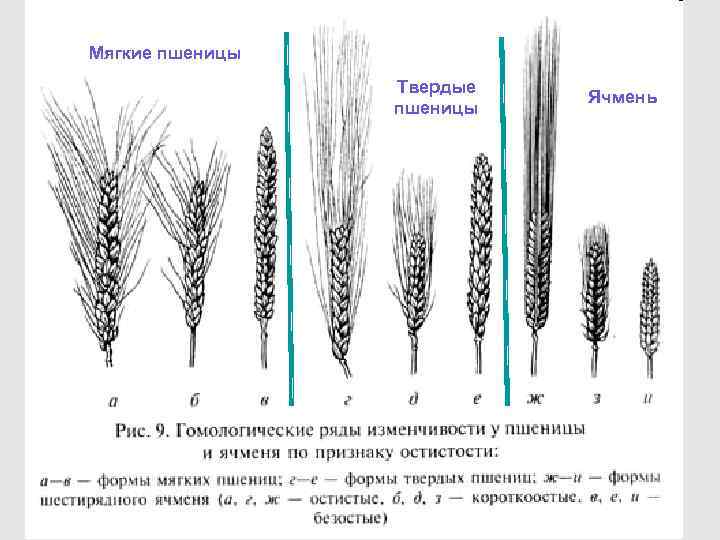 Индекс колоски