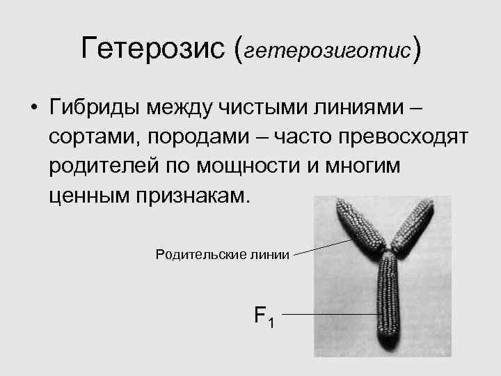  Гетерозис (гетерозиготис) • Гибриды между чистыми линиями – сортами, породами – часто превосходят