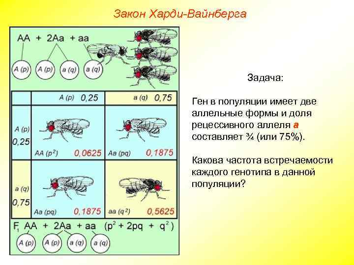 Генетика популяций презентация