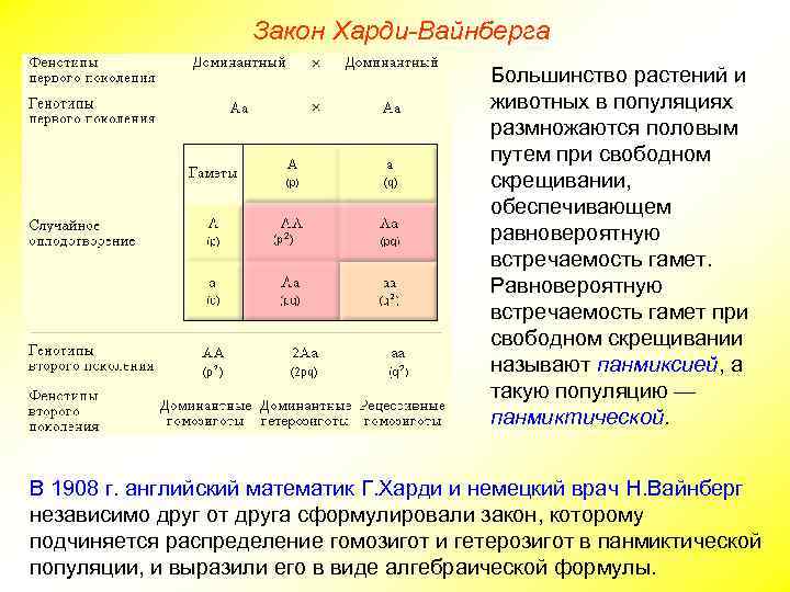 Закон Харди-Вайнберга Большинство растений и животных в популяциях размножаются половым путем при свободном скрещивании,