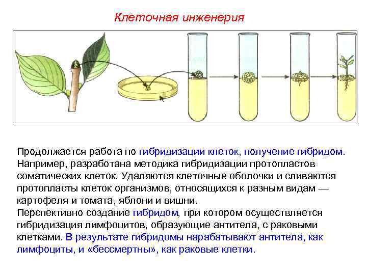  Повторение. Основные термины темы:  Как используется метод создания гибридом? Осуществляется гибридизация