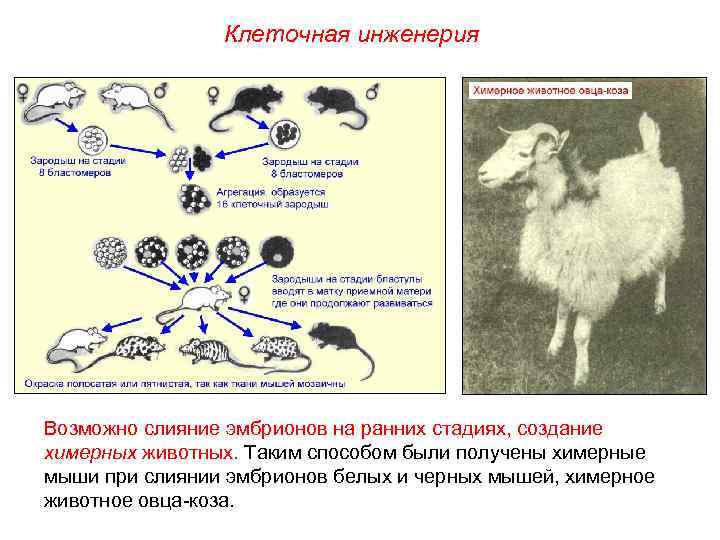 Поясните рисунки: 