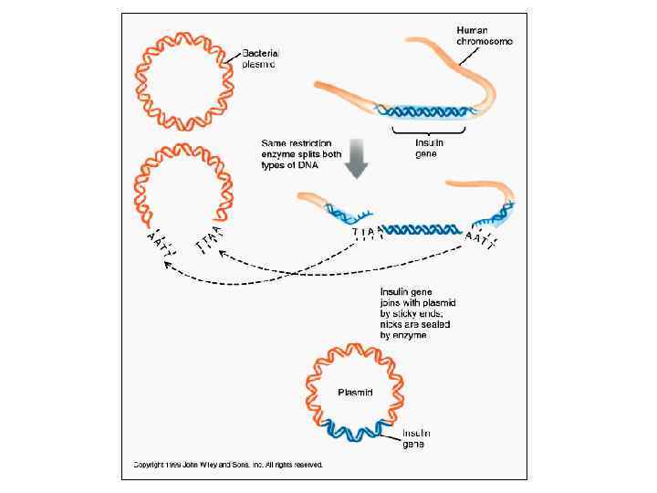 Генная инженерия  «Вырезании» генов проводят с   помощью специальных  «генетических ножниц»