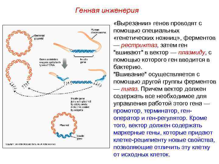 Генная инженерия  Затем вектор вводится в бактерию,  и на последнем этапе отбираются