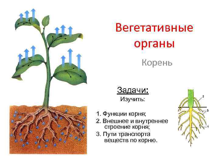 Вегетативные органы Корень Задачи: Изучить: 1. Функции корня; 2. Внешнее и внутреннее строение корня;