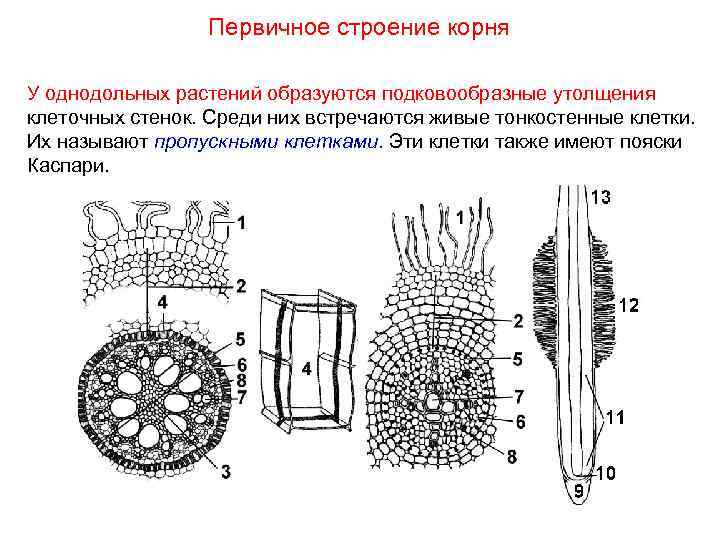 Первичное строение корня У однодольных растений образуются подковообразные утолщения клеточных стенок. Среди них встречаются