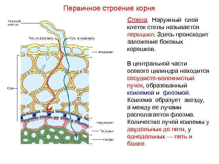 Первичное строение корня Стела. Наружный слой клеток стелы называется перицикл. Здесь происходит заложение боковых