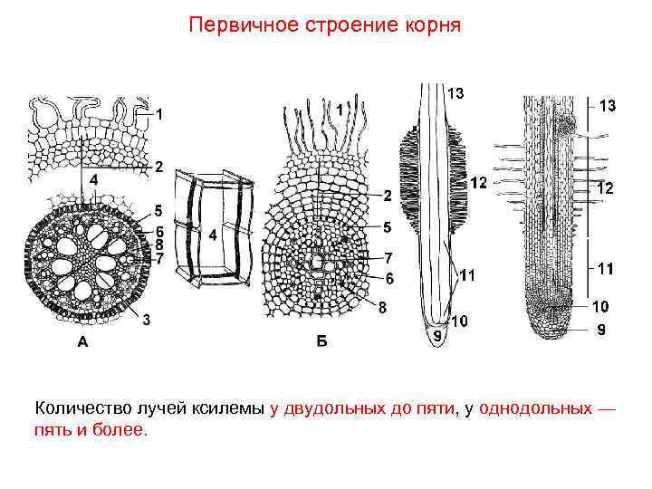 Первичное строение корня Количество лучей ксилемы у двудольных до пяти, у однодольных — пять