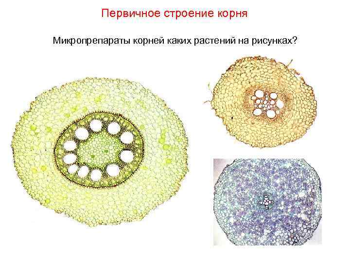 Первичное строение корня Микропрепараты корней каких растений на рисунках? 