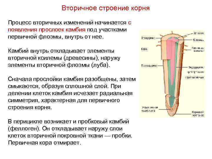 Вторичное строение корня Процесс вторичных изменений начинается с появления прослоек камбия под участками первичной