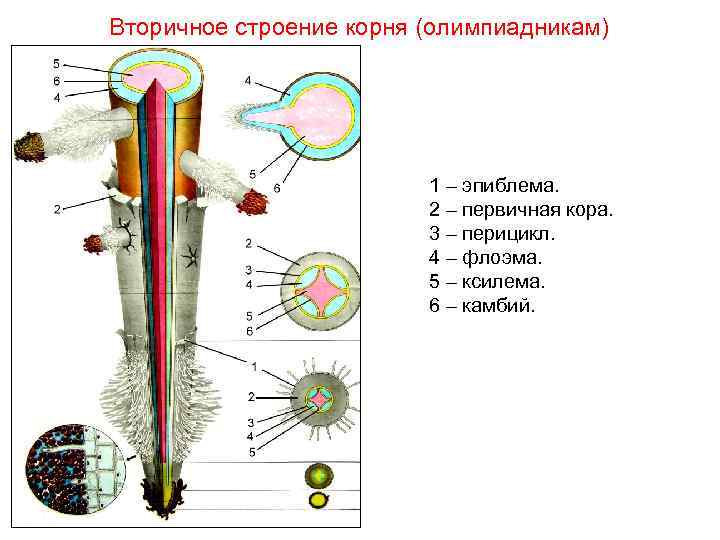 Вторичное строение корня (олимпиадникам) 1 – эпиблема. 2 – первичная кора. 3 – перицикл.