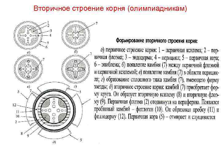 Вторичное строение корня (олимпиадникам) 