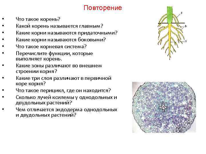 Повторение • • • Что такое корень? Какой корень называется главным? Какие корни называются