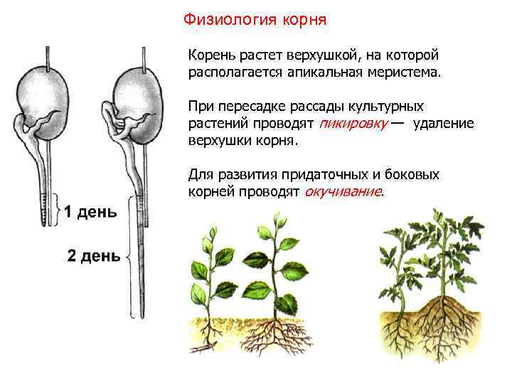 Физиология корня Корень растет верхушкой, на которой располагается апикальная меристема. При пересадке рассады культурных