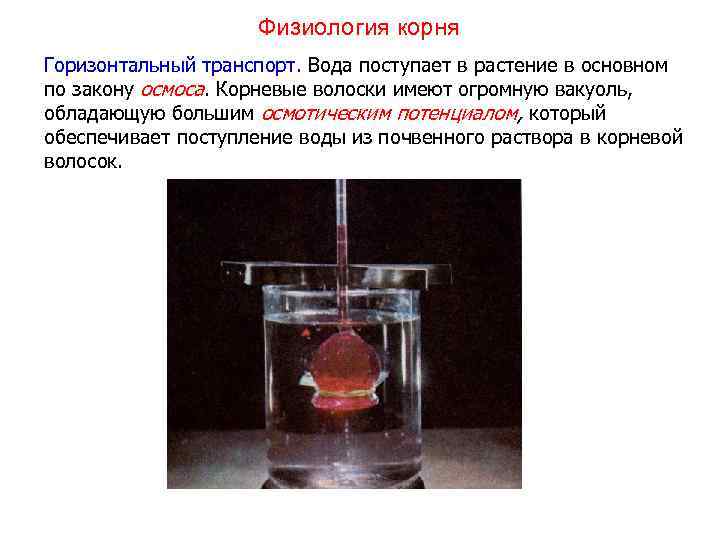 Физиология корня Горизонтальный транспорт. Вода поступает в растение в основном по закону осмоса. Корневые