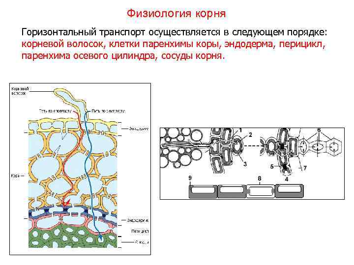 Физиология корня Горизонтальный транспорт осуществляется в следующем порядке: корневой волосок, клетки паренхимы коры, эндодерма,