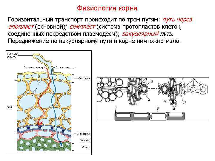 Физиология корня Горизонтальный транспорт происходит по трем путям: путь через апопласт (основной); симпласт (система