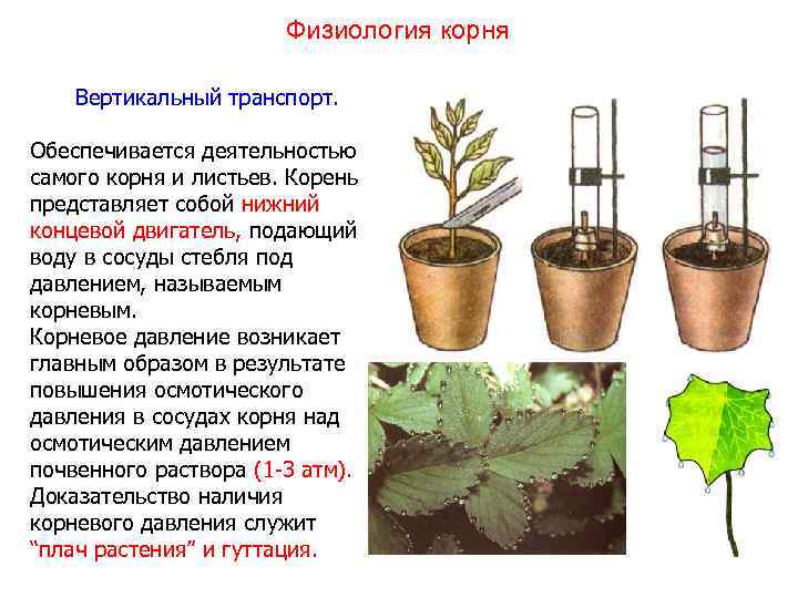 Физиология корня Вертикальный транспорт. Обеспечивается деятельностью самого корня и листьев. Корень представляет собой нижний