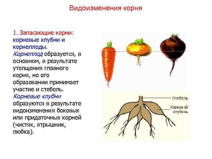 Обеспечение питания и гидратации