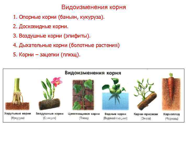 Видоизменения корня 1. Опорные корни (баньян, кукуруза). 2. Досковидные корни. 3. Воздушные корни (эпифиты).