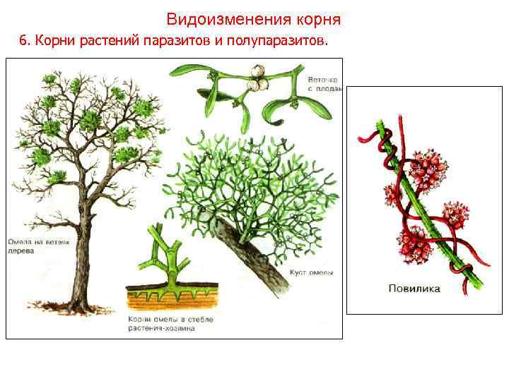 Видоизменения корня 6. Корни растений паразитов и полупаразитов. 