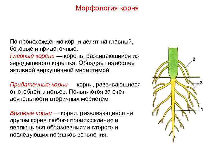 Морфология корня По происхождению корни делят на главный, боковые и придаточные. Главный корень —