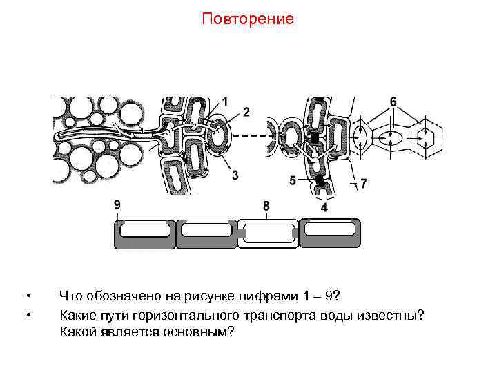 Повторение • • Что обозначено на рисунке цифрами 1 – 9? Какие пути горизонтального