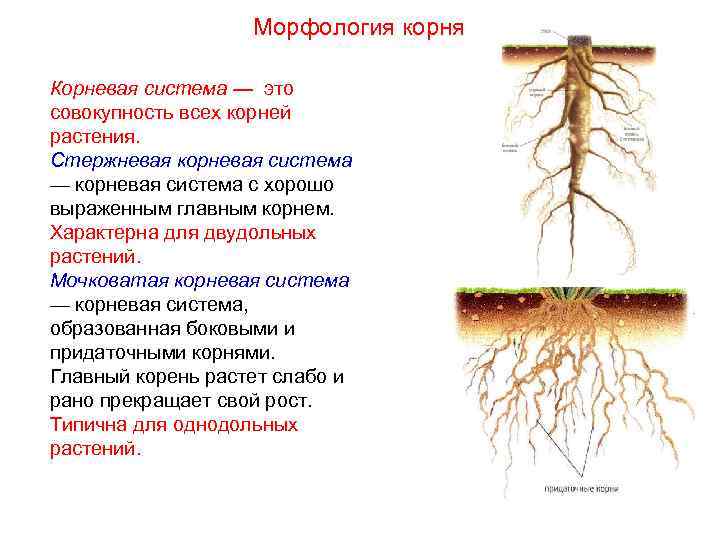 Морфология корня Корневая система — это совокупность всех корней растения. Стержневая корневая система —