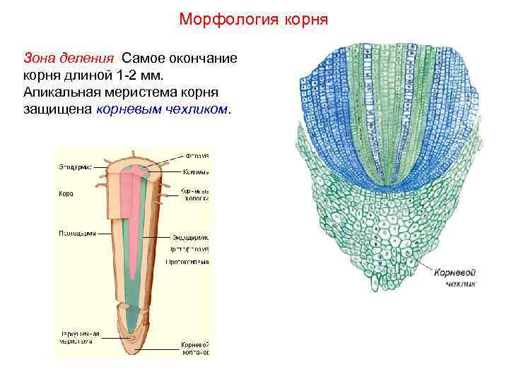 Морфология корня Зона деления. Самое окончание корня длиной 1 -2 мм. Апикальная меристема корня