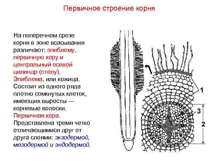 Каким номером на рисунке обозначен видоизмененный придаточный корень