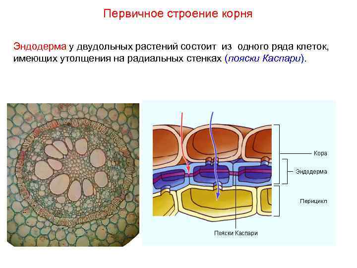 Первичное строение корня Эндодерма у двудольных растений состоит из одного ряда клеток, имеющих утолщения