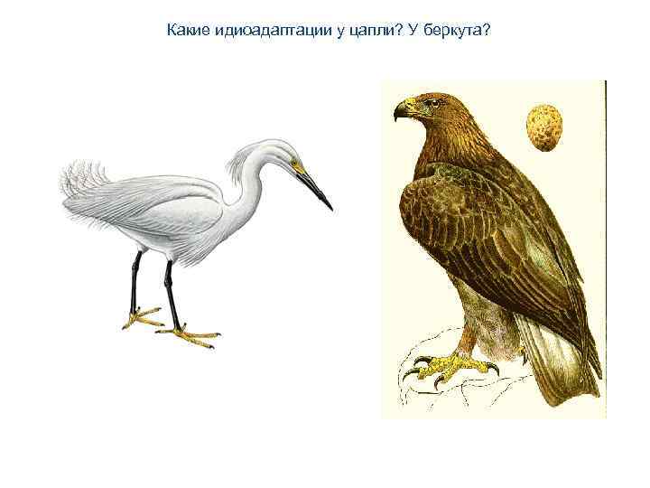Какие идиоадаптации у цапли? У беркута? 