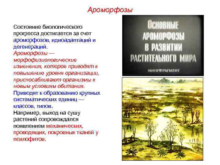 Ароморфозы Состояние биологического прогресса достигается за счет ароморфозов, идиоадаптаций и дегенераций. Ароморфозы — морфофизиологические