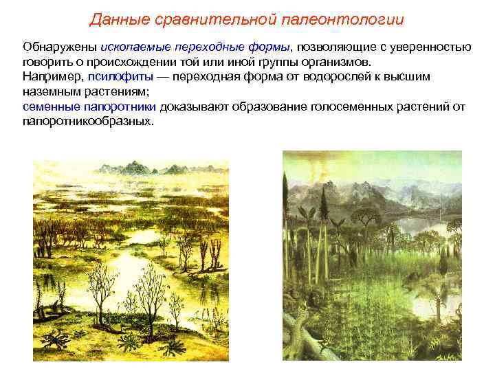 Данные сравнительной палеонтологии Обнаружены ископаемые переходные формы, позволяющие с уверенностью говорить о происхождении той