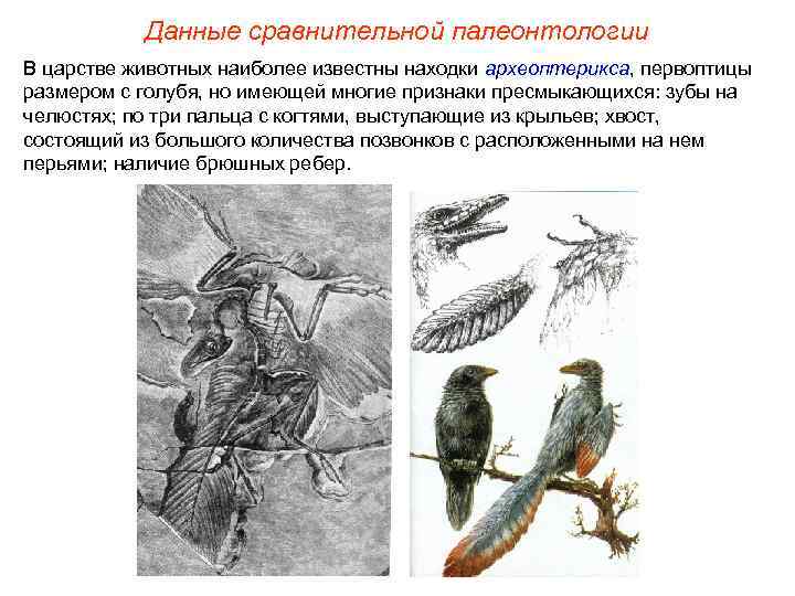 Данные сравнительной палеонтологии В царстве животных наиболее известны находки археоптерикса, первоптицы размером с голубя,