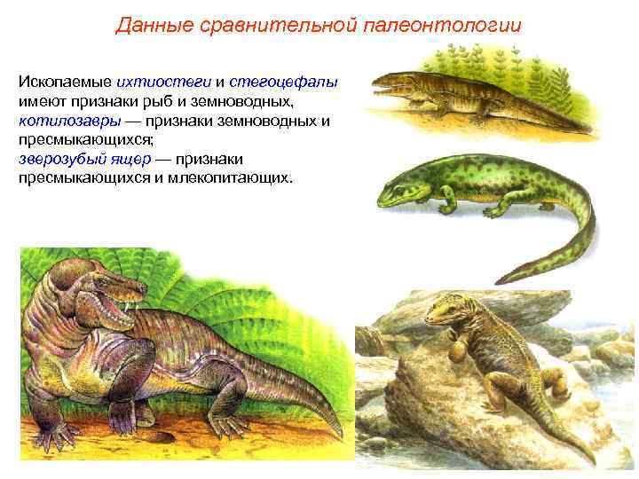 Данные сравнительной палеонтологии Ископаемые ихтиостеги и стегоцефалы имеют признаки рыб и земноводных, котилозавры —