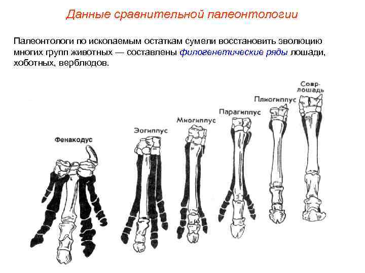 Данные сравнительной палеонтологии Палеонтологи по ископаемым остаткам сумели восстановить эволюцию многих групп животных —