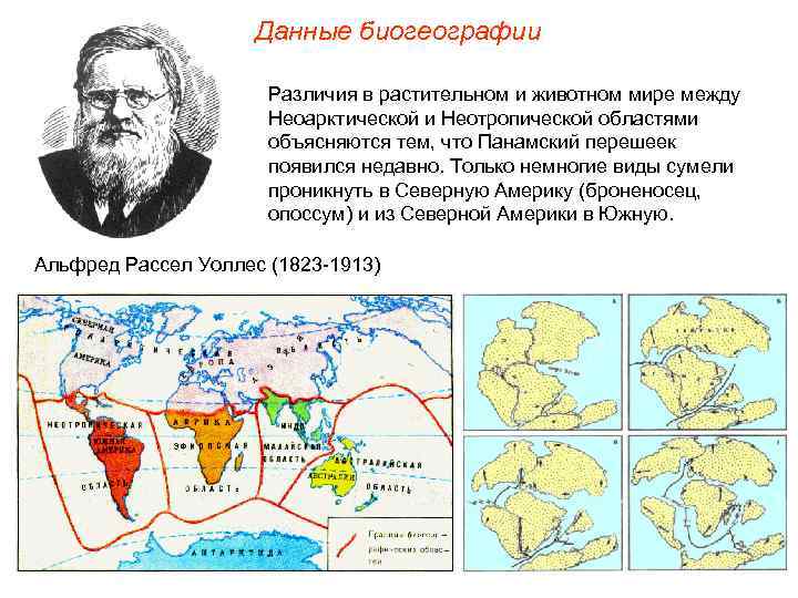 Данные биогеографии Различия в растительном и животном мире между Неоарктической и Неотропической областями объясняются